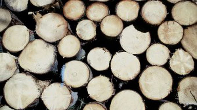 wood-599498