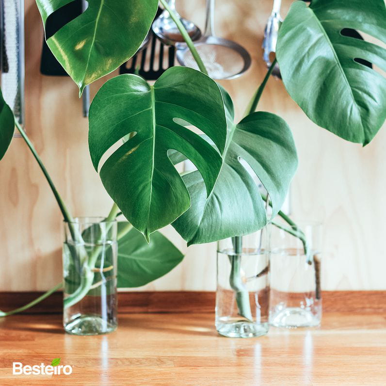 Encimera de madera para tu cocina, ¡elígela bien!